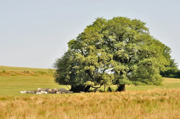 Baum und Kühe auf Wiesen — Stockfoto