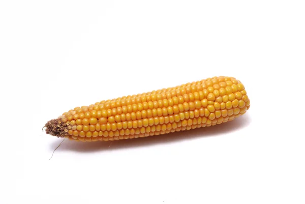 成熟的玉米穗 — 图库照片