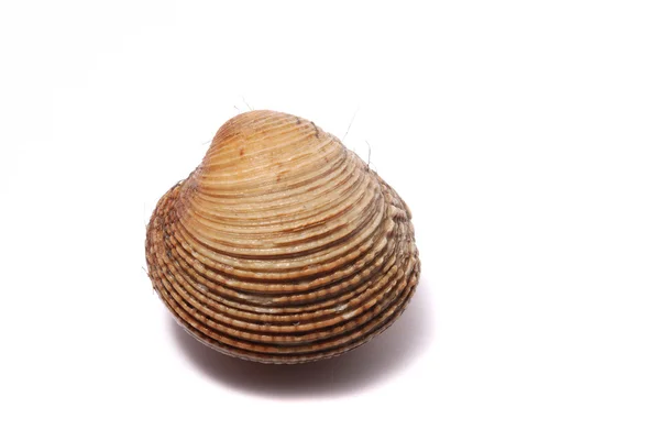 Vongole — Foto Stock