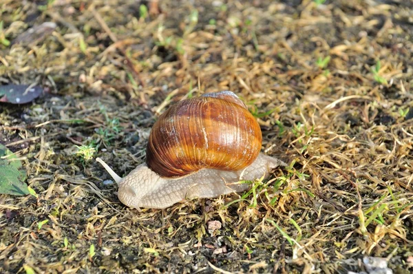 Burgundy snail — Stock Photo, Image