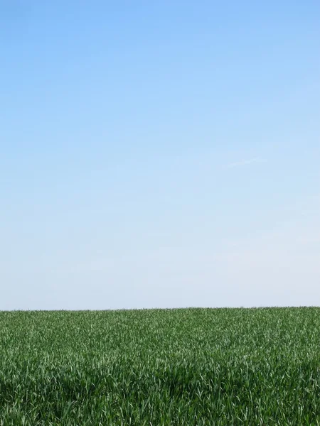 Een groene tarweveld — Stockfoto