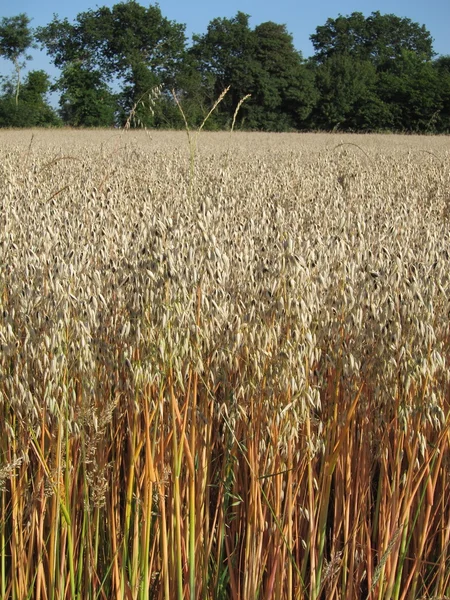 A field of  oat — Stock Photo, Image