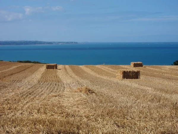 Un campo de trigo — Foto de Stock