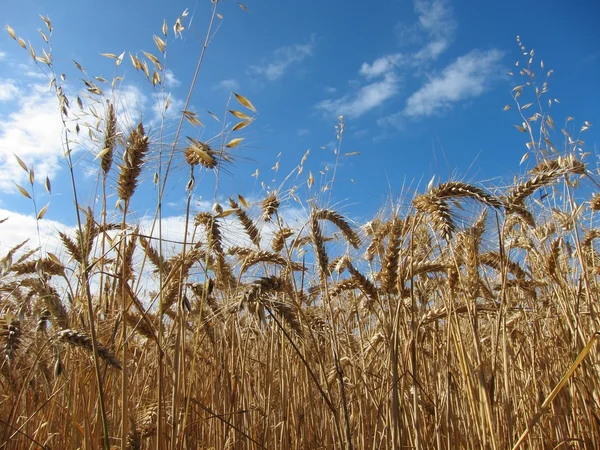 A field of  wheat — Stock Photo, Image