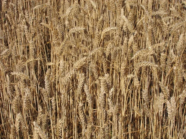 A field of  wheat Stock Photo