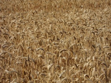 Bir Buğday Tarlası