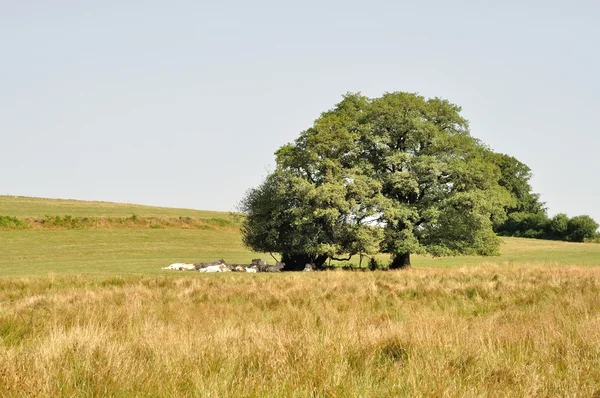 Baum und Kühe auf Wiesen — Stockfoto