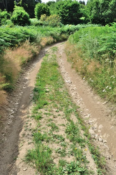 A path in spring — Stock Photo, Image