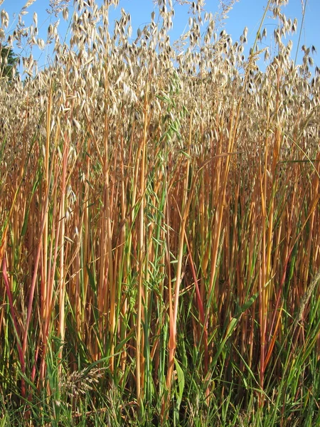 A field of  oat — Stock Photo, Image