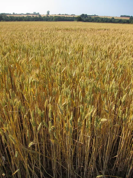 Ett fält av vete — Stockfoto