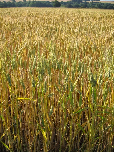 Un campo de trigo — Foto de Stock
