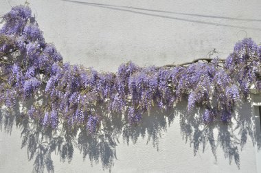 Wisteria bir duvar