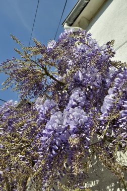 Wisteria bir duvar