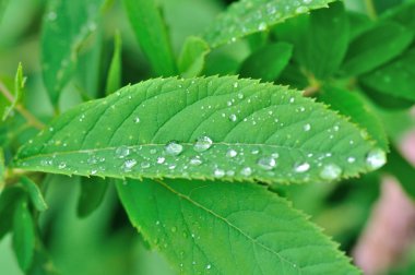 Yaprağın üzerindeki su damlaları