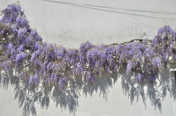Wisteria on a wall