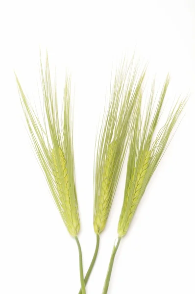 Wheat — Stock Photo, Image