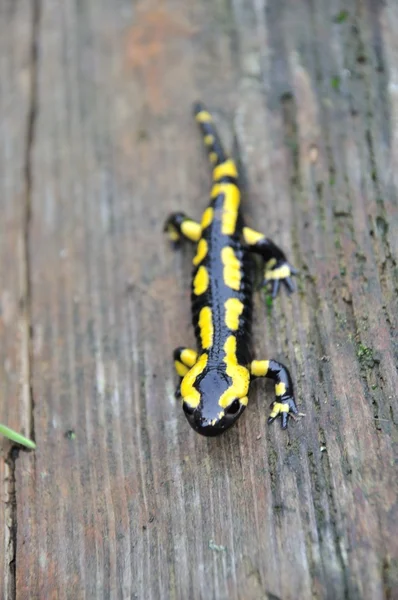 Salamandra —  Fotos de Stock