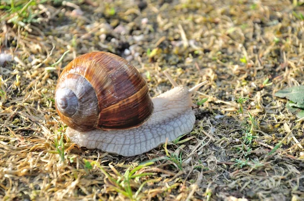 Burgundy snail