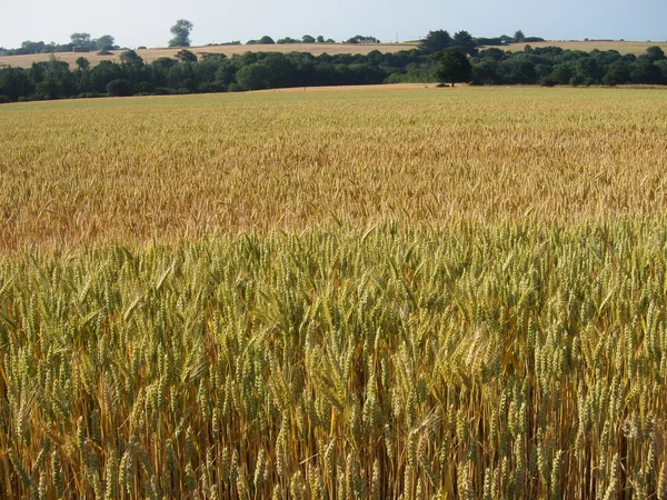 Un campo di grano — Foto Stock