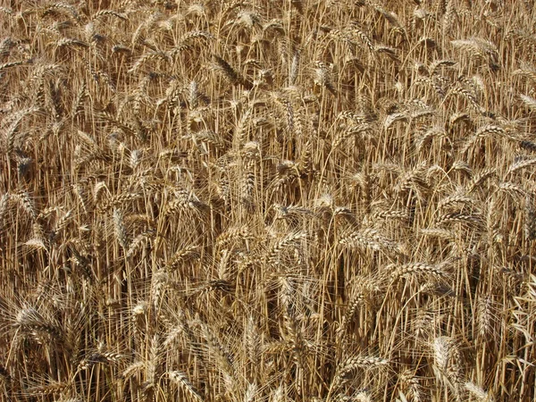 Un champ de blé — Photo