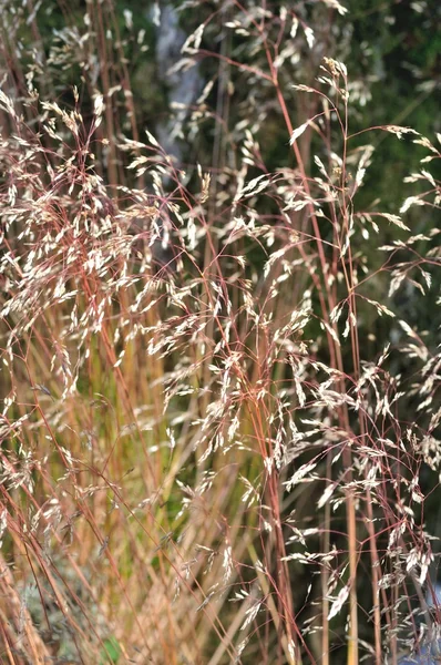 Dry grasses — Stock Photo, Image