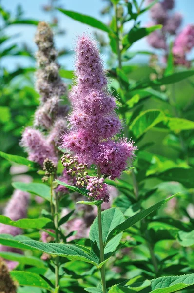 Douglas Spirea (Spiraea douglasii) — Stock Photo, Image