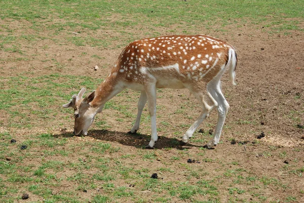 Fallow Deer (Dama dama) — Stock Photo, Image