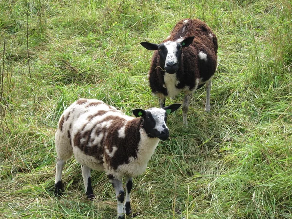 Овцы на траве — стоковое фото