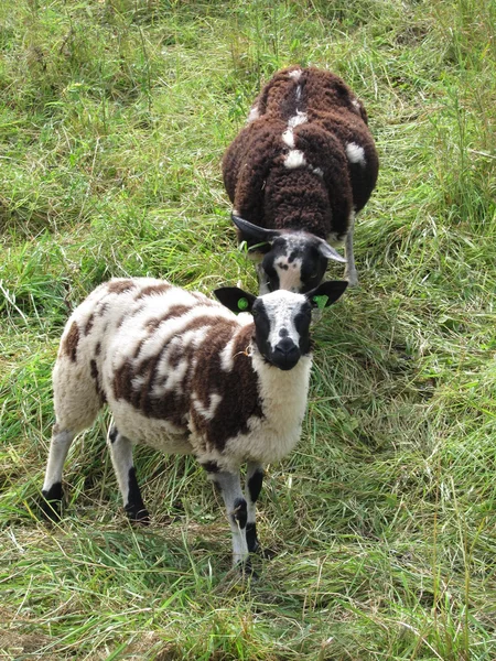 Moutons sur herbe — Photo