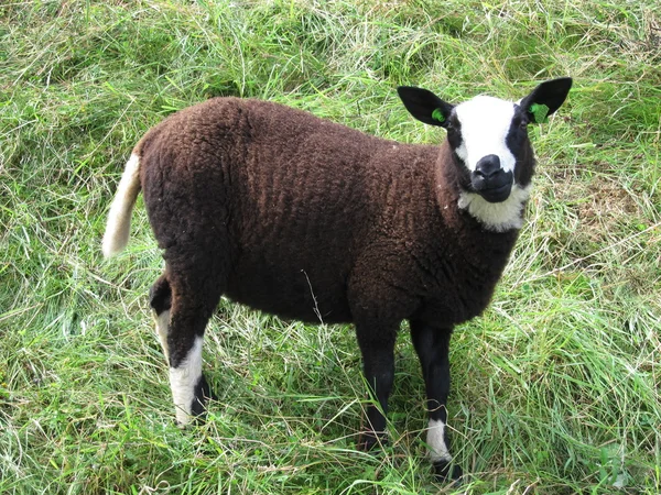 Schafe auf Gras — Stockfoto