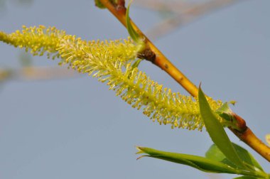 Bahçede söğüt çiçekleri