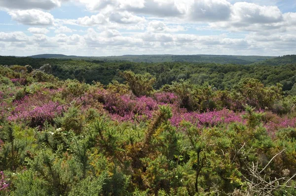 Landes Liscuis Bon Repos Sur Blavet Bretagne — Photo