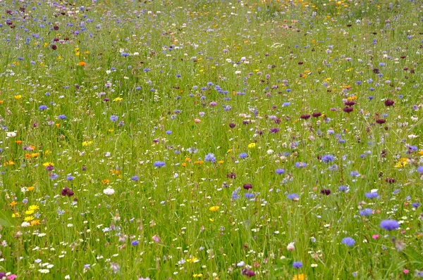 Campo Flores Francia — Foto de Stock