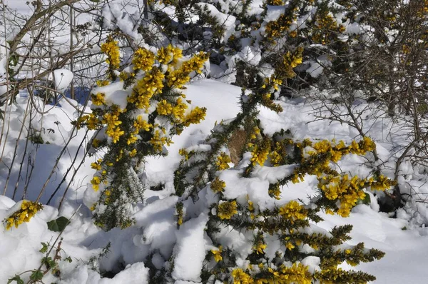 Ramas Musgo Cubiertas Nieve — Foto de Stock
