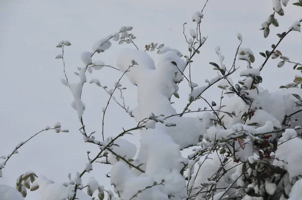 Ветки Покрытые Снегом Зимой — стоковое фото