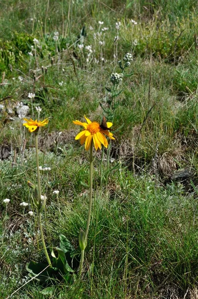 Arnica Montaña Los Alpes — Foto de Stock