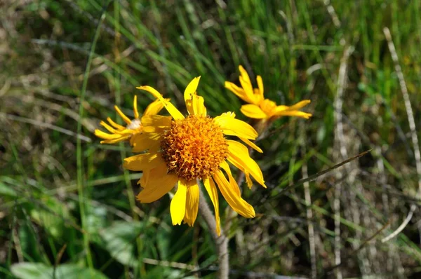 Mountain Arnica Alps — Stock Photo, Image