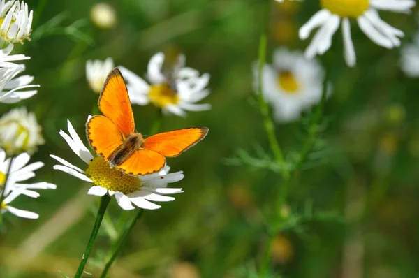 Borboleta Cobre Nos Alpes — Fotografia de Stock