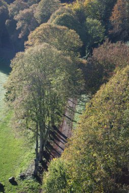 Sonbahar renklerinde ağaç 