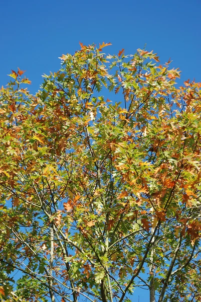 Strom v podzimních barvách — Stock fotografie
