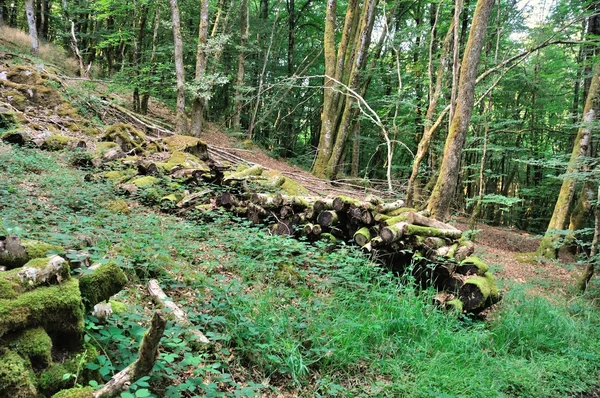 Madera apilada en bosque — Foto de Stock