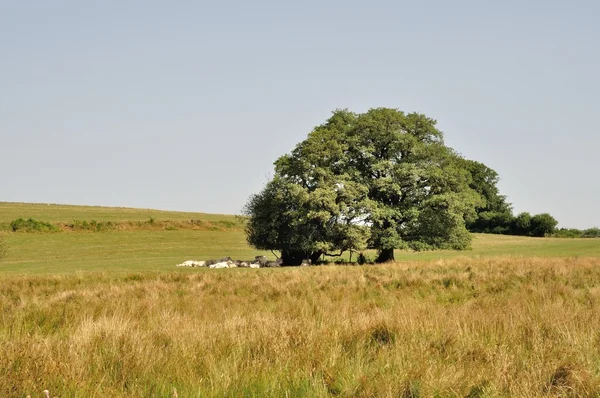 Baum und Kühe auf Wiesen — Stockfoto