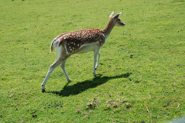 Fallow Deer (Dama dama) — Stock Photo, Image