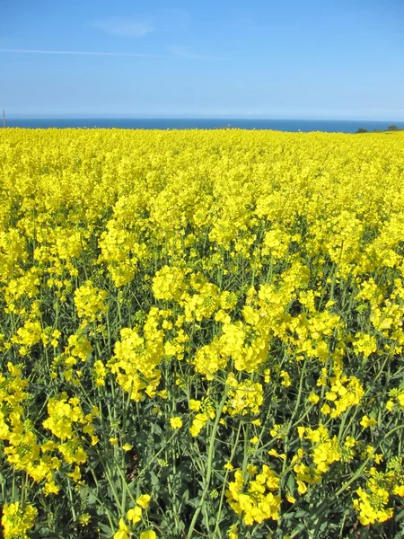 Flower of rape — Stock Photo, Image