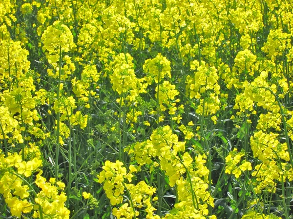 強姦の花 — ストック写真