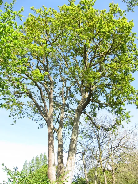 Tree at spring — Stock Photo, Image
