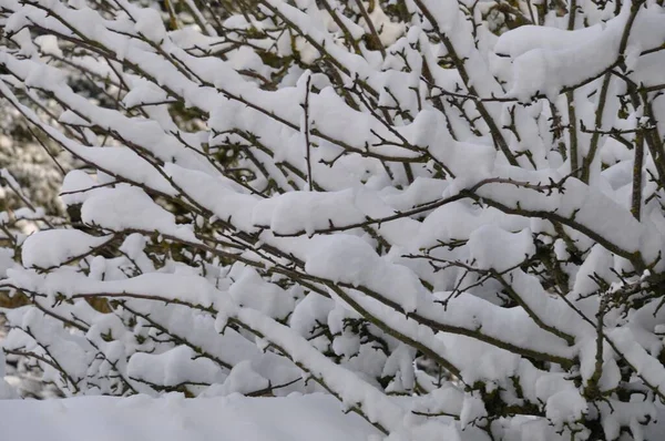 Ramas Cubiertas Nieve Invierno — Foto de Stock