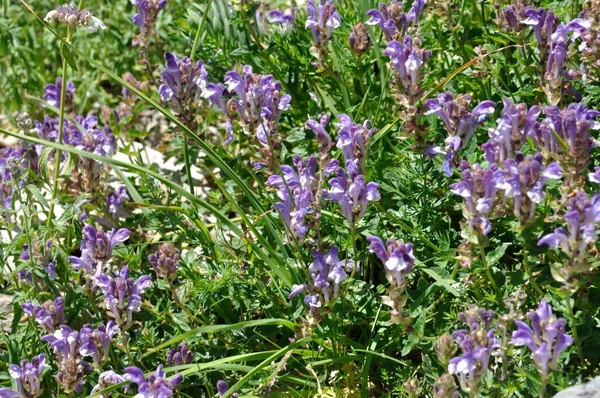 Scutellaria Alpina Alplerde