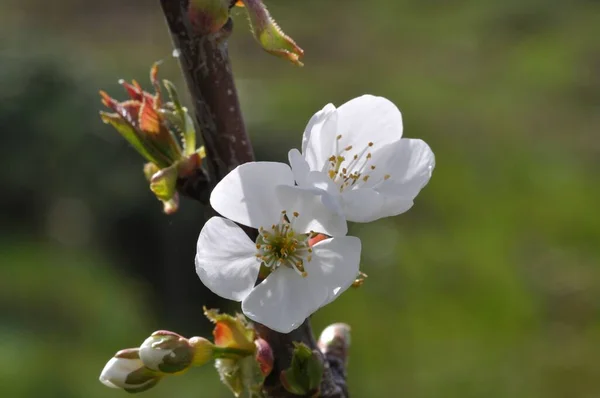 Kersenbloesem Een Tuin — Stockfoto