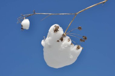 Karla kaplı yosun dalları